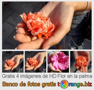 Banco de imagen tOrange ofrece fotos gratis de la sección:  flor-en-la-palma