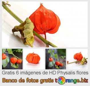 Banco de imagen tOrange ofrece fotos gratis de la sección:  physalis-flores