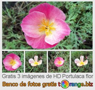 Banco de imagen tOrange ofrece fotos gratis de la sección:  portulaca-flor