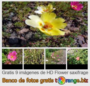 Banco de imagen tOrange ofrece fotos gratis de la sección:  saxífraga-flor
