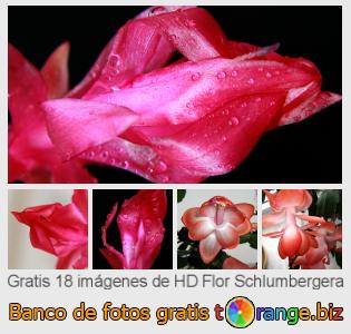 Banco de imagen tOrange ofrece fotos gratis de la sección:  flor-schlumbergera