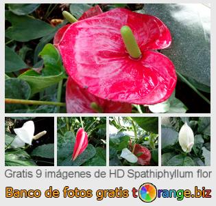 Banco de imagen tOrange ofrece fotos gratis de la sección:  spathiphyllum-flor