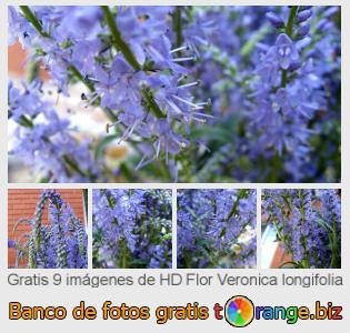 Banco de imagen tOrange ofrece fotos gratis de la sección:  flor-veronica-longifolia