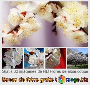 Banco de imagen tOrange ofrece fotos gratis de la sección:  flores-de-albaricoque