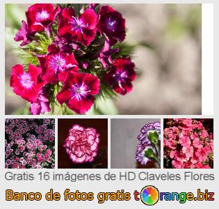 Banco de imagen tOrange ofrece fotos gratis de la sección:  claveles-flores