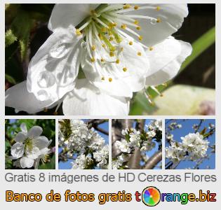 Banco de imagen tOrange ofrece fotos gratis de la sección:  cerezas-flores