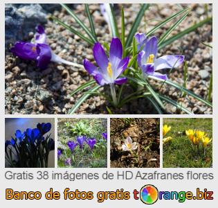 Banco de imagen tOrange ofrece fotos gratis de la sección:  azafranes-flores