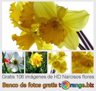 Banco de imagen tOrange ofrece fotos gratis de la sección:  narcisos-flores