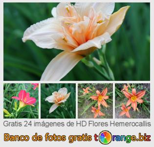 Banco de imagen tOrange ofrece fotos gratis de la sección:  flores-hemerocallis