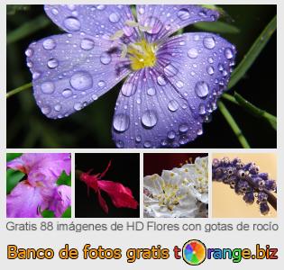 Banco de imagen tOrange ofrece fotos gratis de la sección:  flores-con-gotas-de-rocío