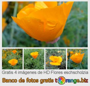 Banco de imagen tOrange ofrece fotos gratis de la sección:  flores-eschscholzia