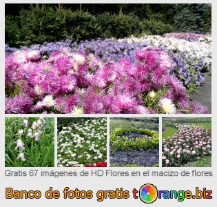 Banco de imagen tOrange ofrece fotos gratis de la sección:  flores-en-el-macizo-de-flores