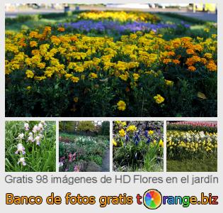 Banco de imagen tOrange ofrece fotos gratis de la sección:  flores-en-el-jardín