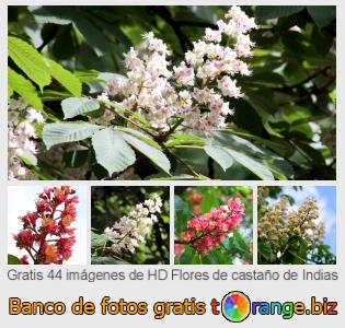 Banco de imagen tOrange ofrece fotos gratis de la sección:  flores-de-castaño-de-indias