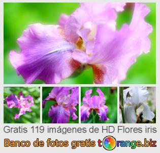 Banco de imagen tOrange ofrece fotos gratis de la sección:  flores-iris