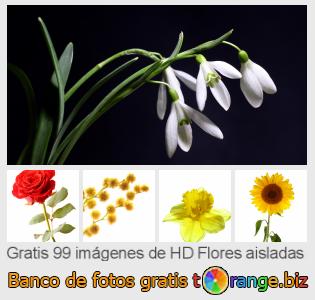 Banco de imagen tOrange ofrece fotos gratis de la sección:  flores-aisladas
