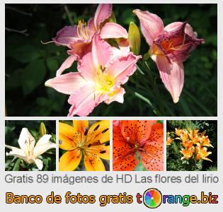 Banco de imagen tOrange ofrece fotos gratis de la sección:  las-flores-del-lirio