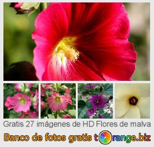 Banco de imagen tOrange ofrece fotos gratis de la sección:  flores-de-malva