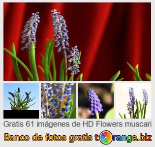 Banco de imagen tOrange ofrece fotos gratis de la sección:  flores-muscari