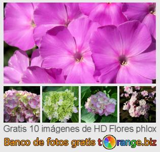 Banco de imagen tOrange ofrece fotos gratis de la sección:  flores-phlox