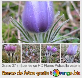 Banco de imagen tOrange ofrece fotos gratis de la sección:  flores-pulsatilla-patens