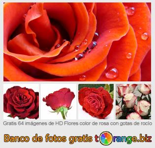 Banco de imagen tOrange ofrece fotos gratis de la sección:  flores-color-de-rosa-con-gotas-de-rocío