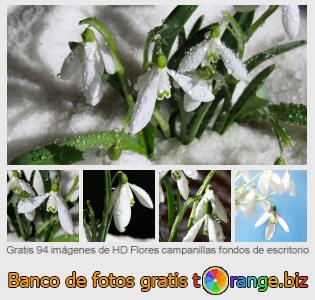 Banco de imagen tOrange ofrece fotos gratis de la sección:  flores-campanillas-fondos-de-escritorio
