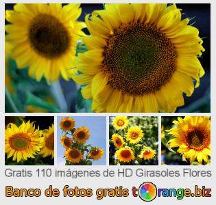 Banco de imagen tOrange ofrece fotos gratis de la sección:  girasoles-flores