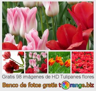 Banco de imagen tOrange ofrece fotos gratis de la sección:  tulipanes-flores