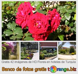 Banco de imagen tOrange ofrece fotos gratis de la sección:  flores-en-hoteles-de-turquía