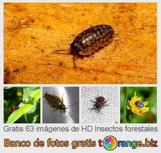 Banco de imagen tOrange ofrece fotos gratis de la sección:  insectos-forestales