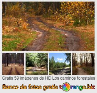 Banco de imagen tOrange ofrece fotos gratis de la sección:  los-caminos-forestales