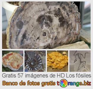 Banco de imagen tOrange ofrece fotos gratis de la sección:  los-fósiles