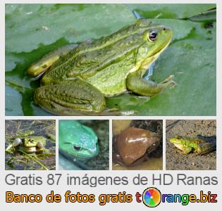 Banco de imagen tOrange ofrece fotos gratis de la sección:  ranas