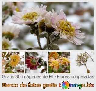 Banco de imagen tOrange ofrece fotos gratis de la sección:  flores-congeladas