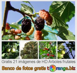 Banco de imagen tOrange ofrece fotos gratis de la sección:  árboles-frutales