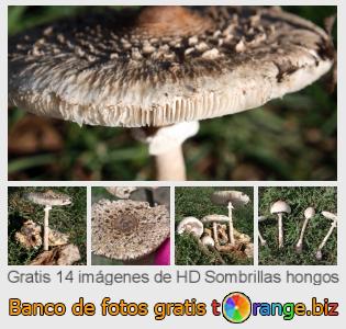 Banco de imagen tOrange ofrece fotos gratis de la sección:  sombrillas-hongos