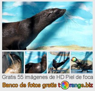 Banco de imagen tOrange ofrece fotos gratis de la sección:  piel-de-foca