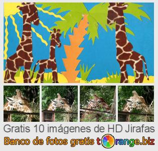 Banco de imagen tOrange ofrece fotos gratis de la sección:  jirafas