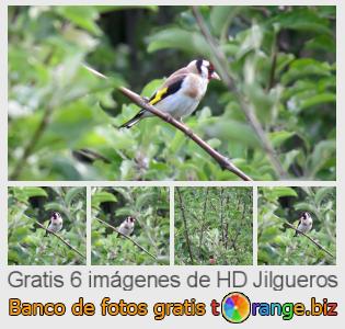 Banco de imagen tOrange ofrece fotos gratis de la sección:  jilgueros