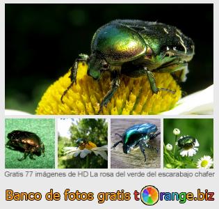 Banco de imagen tOrange ofrece fotos gratis de la sección:  la-rosa-del-verde-del-escarabajo-chafer