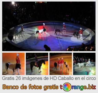 Banco de imagen tOrange ofrece fotos gratis de la sección:  caballo-en-el-circo