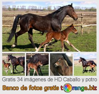 Banco de imagen tOrange ofrece fotos gratis de la sección:  caballo-y-potro