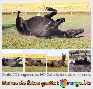 Banco de imagen tOrange ofrece fotos gratis de la sección:  caballo-tendido-en-el-suelo
