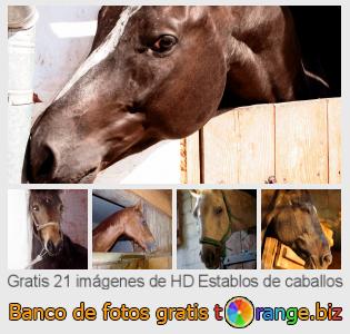 Banco de imagen tOrange ofrece fotos gratis de la sección:  establos-de-caballos