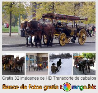 Banco de imagen tOrange ofrece fotos gratis de la sección:  transporte-de-caballos