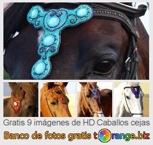 Banco de imagen tOrange ofrece fotos gratis de la sección:  caballos-cejas