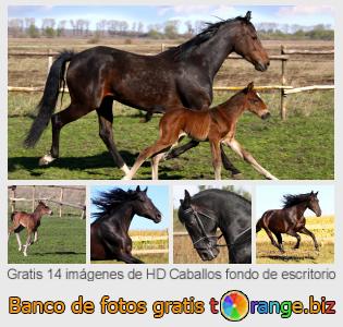 Banco de imagen tOrange ofrece fotos gratis de la sección:  caballos-fondo-de-escritorio