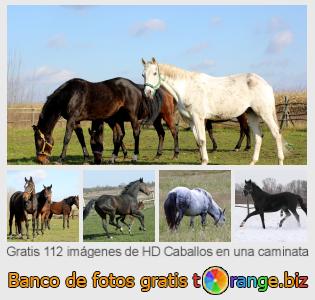 Banco de imagen tOrange ofrece fotos gratis de la sección:  caballos-en-una-caminata
