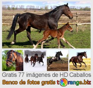 Banco de imagen tOrange ofrece fotos gratis de la sección:  caballos